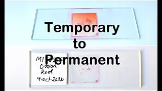 How to make Permanent slide from Temporary slides of mitosis meiosis