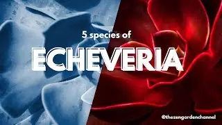 Most popular echeverias  | Part 2 🌱🌿 | Succulents