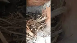 चिड़ियारानी#chidiya ke #bacche#shorts#dogvideos#funny#doglover Sandycandy#indian#street#dog