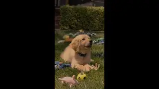 More Puppies, Less Stress