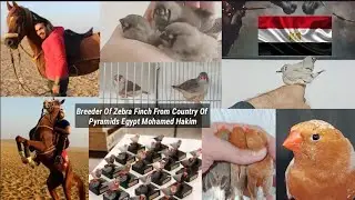 Mohamed Hakim Zebra Finch Breeder From Egypt @abdulbasitabofficial3625