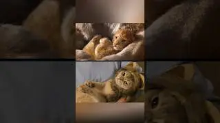 Король Лев: Симба-Фидель 🦁 #cats