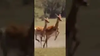 Deer own struggle 