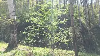 На родник