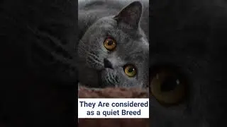 Facts about british shorthair cats 2 #shorts