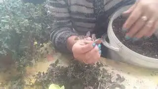 черенкую лизимахию. 🤪