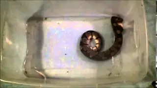 Don's Ball python in slow motion