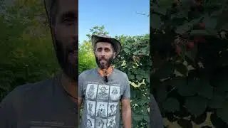ЯК ВИЗНАЧИТИ СТИГЛІСТЬ ЯГІД ОЖИНИ? #ожина #стиглаягода #ежевика