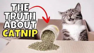 The Shocking Truth About Catnip (What Catnip Does to Cats) 🌿🙀