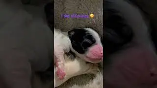 1 day old puppy singing 😍 mr Pavarotti #puppylove #newbornpuppy