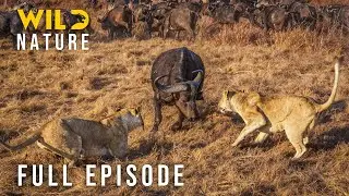 Battle for Survival (Full Episode) Untamed Kingdom | Nature Animal Documentary