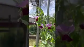 Sugar Magnolia Tendril  Pea 💞