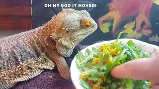 Getting a Bearded Dragon to Eat