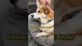 КАК Я ЗАЕХАЛ В ХАТУ #корги #коргипемброк #коргиспб #шок
