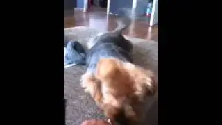 Funny dog Yorkshire Terrier