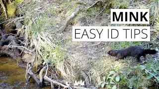 3 key tips for identifying mink in Britain