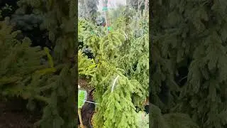 Глаука Пендула🌲Питомник « Хвойнозависимые», в телеграмм