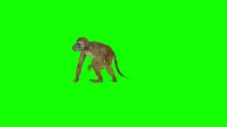 Monkey (बंदर) Green Screen Cartoon Video || Monkey Green Screen Video