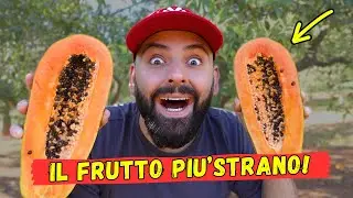 LA PAPAYA PIU' GRANDE DEL MONDO! *buonissima*