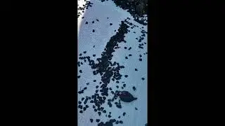Recolectando semilla de maguey en el cerro