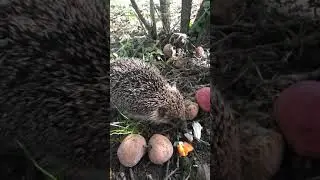 Ёжик на дачном участке лакомиться рыбкой!!!