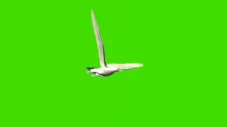 Pigeon  flying || flying pigeon green screen || bird fly green screen background || flying pigeon ||
