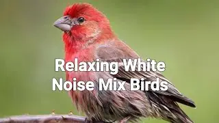 Relaxing White Noise Mix Birds
