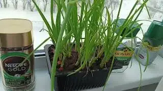 Рассада🍅🍆🌶и цветочки💐 а за окном❄🌨💨