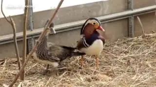 Возбужденные мандаринки
