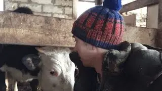 Потеряли телку      (печальные новости)
