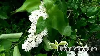 Белая сирень на дачном участке после дождя
