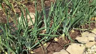 2020.07.12 Vegetable Garden Update. Actually, They're "Ailsa Craig" Onions.