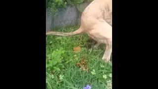 Dog