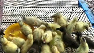 Cute baby ducklings swimming and feeding so happy 2