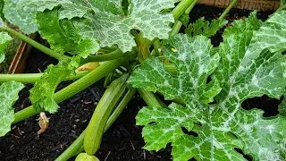 РАННИЕ КАБАЧКИ ПРУТ ИЗО ВСЕЙ СИЛЫ. КАБАЧОК ЗАСТОЛЬНЫЙ И КАНАДА.