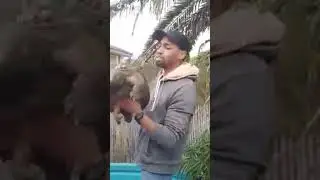 Dangerous KABBERIJU ANIMAL...read more about this animal in description of you can read Telugu..