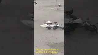 Flock of mynah birds at Sorbhog Bus Stoppage in the early morning