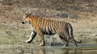 Tiger  walk / Slow motion video / Kabini Safari .#kabini #tigers #wildlifephotography
