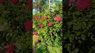 Роза Бургунд 81