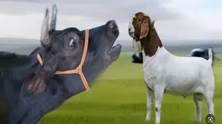 Want REAL Cow Sounds? Watch This Now | Animal eBook