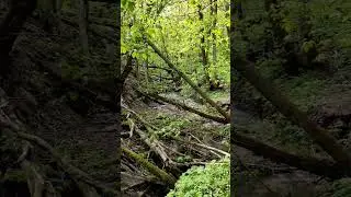 Джунгли Мельничного ручья. Поход по Изборскому кольцу. #nature #wildlife #travel #природа