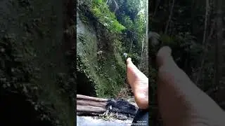 Goyang maut di hutan belantara