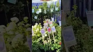 Флора цветы Омск