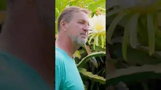 Dragon Fruit Backyard Farming