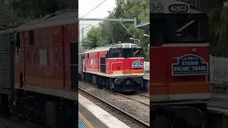 42103 on the Kiama Picnic Train #shorts #railway #trending #train #viral #subscribe #sydney #aussie