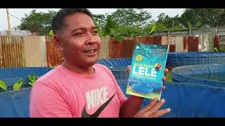 Kupas TUNTAS usaha bisnis PEMBENIHAN LELE