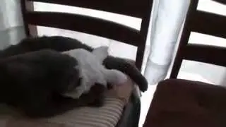 прикольно, смотреть всем, Угарно!