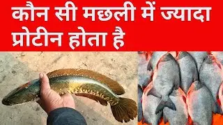 किस मछ्ली में ज्यादा प्रोटीन होता है || Which fish has more protein || sundar bihar