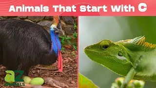Animals That Start With The Letter C - Listed With Facts!