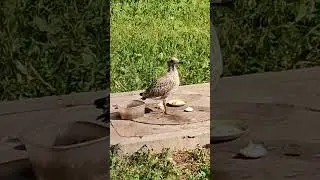 птенец серебристой чайки